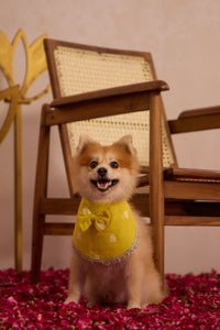 Marigold Pawtie