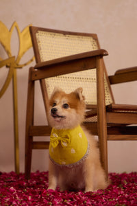 Marigold Pawtie