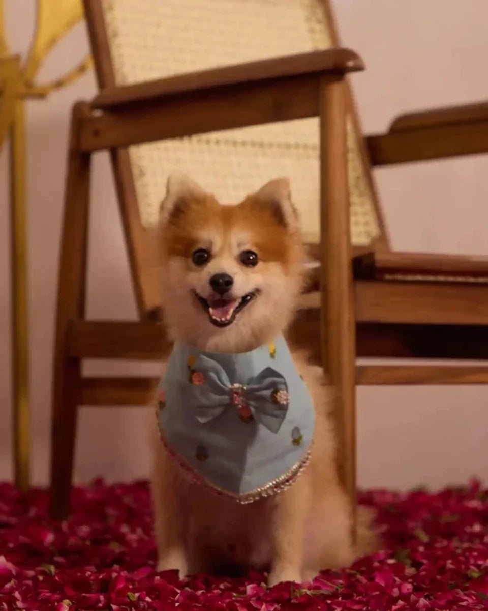 Agapi Paw Collection | Stylish Pet Accessories - Agapi