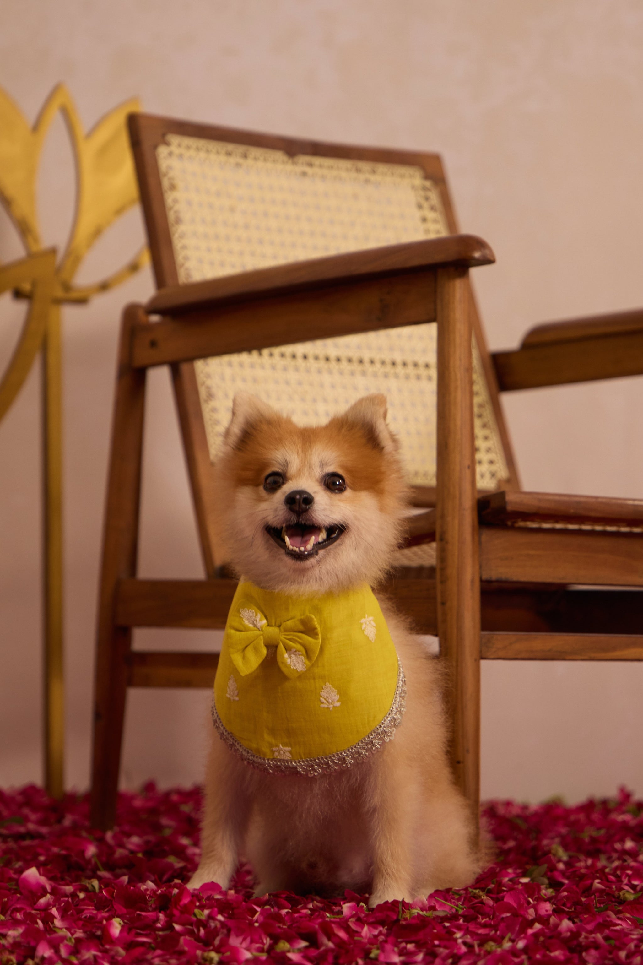 Marigold Pawtie