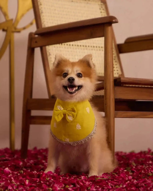 Marigold Pawtie - AgapiPawtie
